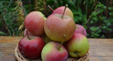 Popis odrůdy jarních jabloní, výnos a pěstování